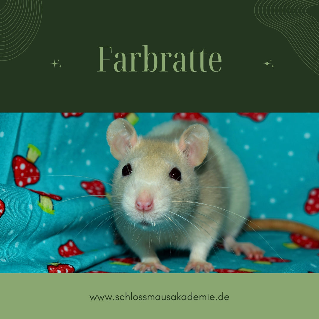 Farbratte