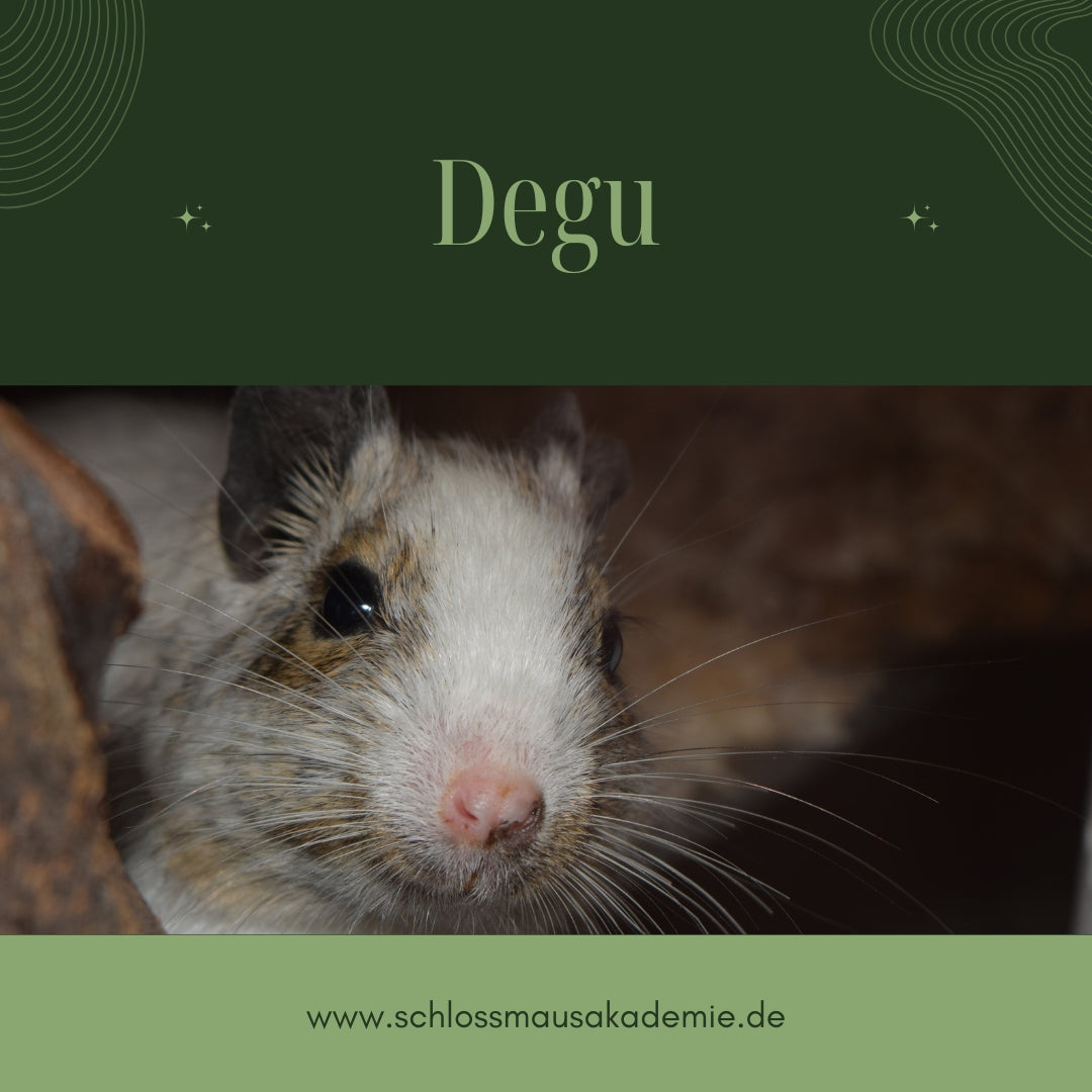 Degu