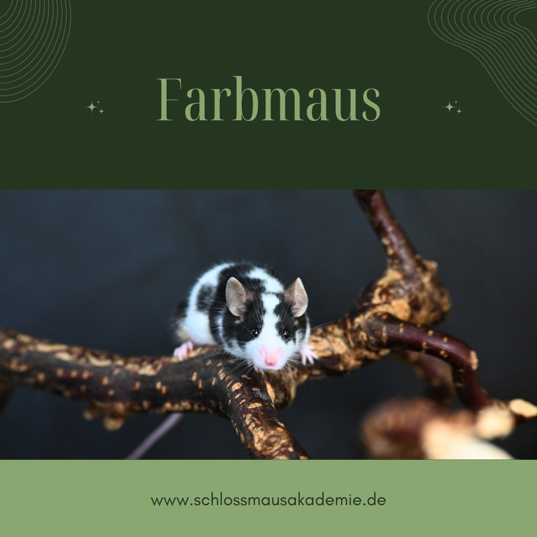 Farbmaus