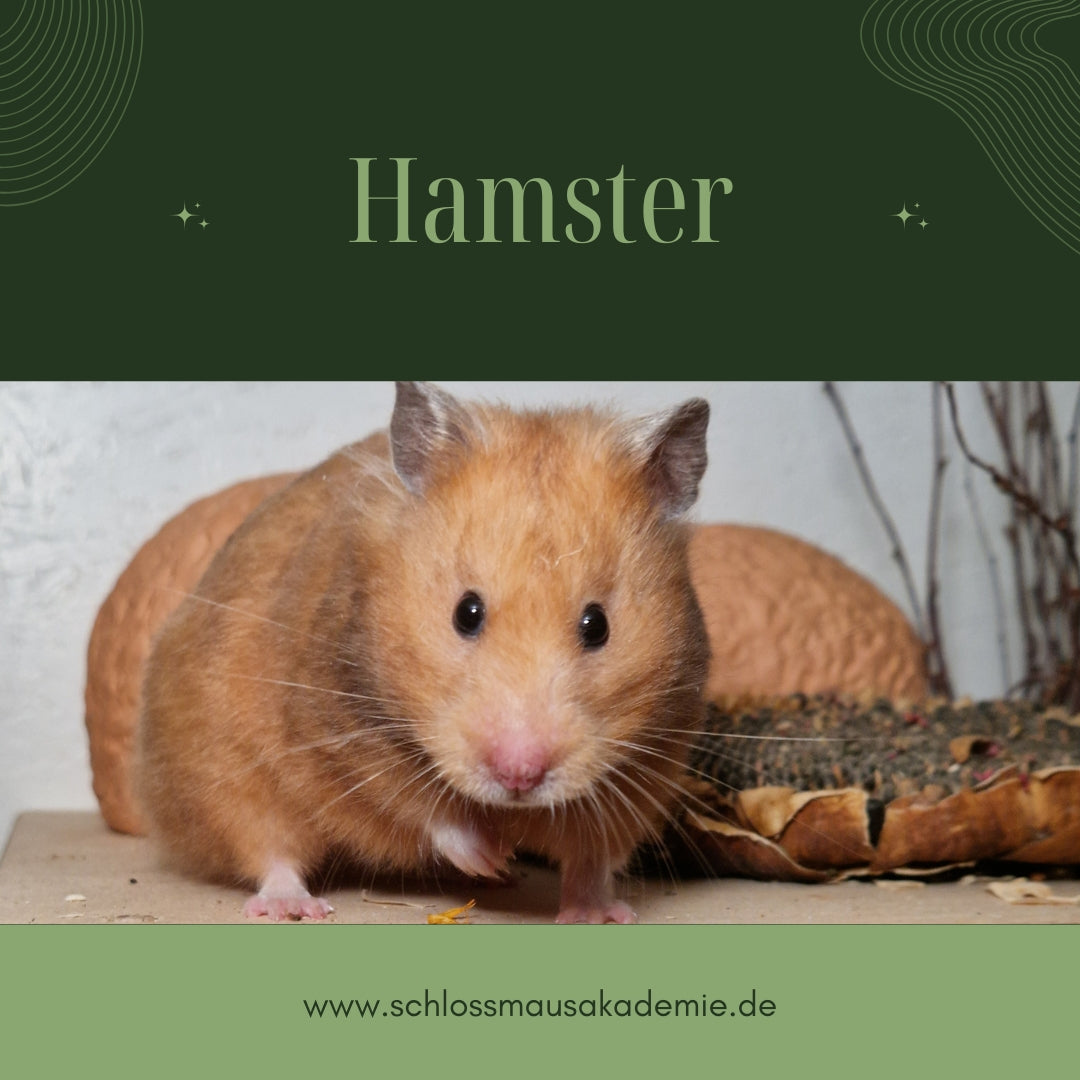 Hamster