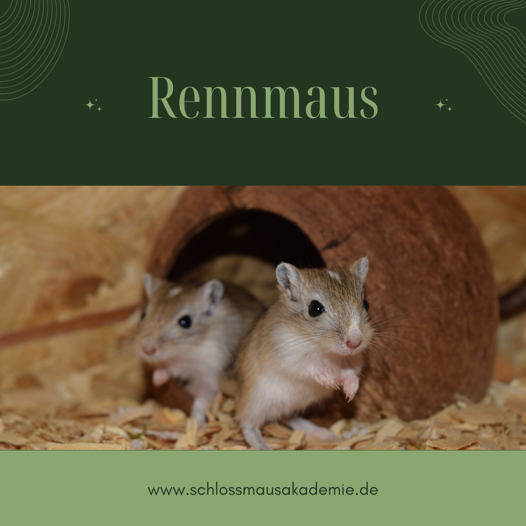 Rennmaus