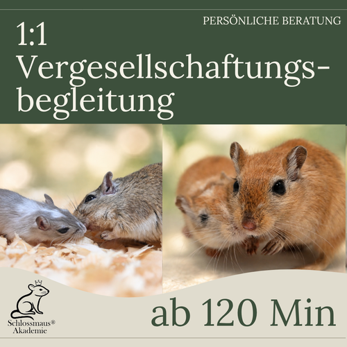 1:1 Vergesellschaftungsbegleitung - ab 120 Min