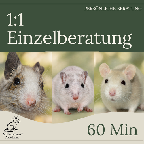 1:1 Einzelberatung – bis zu 60 Minuten