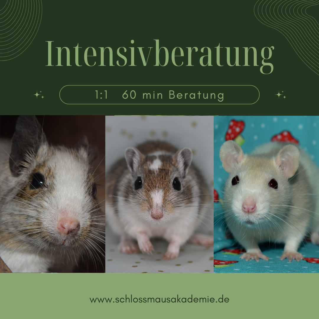 1:1 Intensivberatung, bis zu 60 min