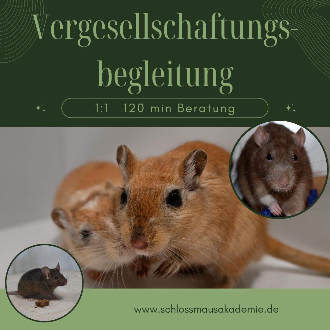 Vergesellschaftungsbegleitung