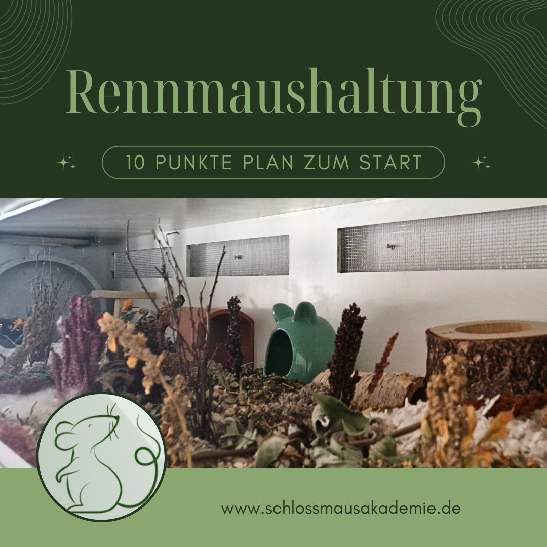 Einstieg in die Rennmaushaltung - Webinar